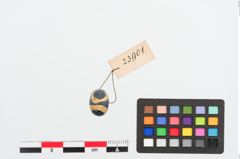 Foto von Glasaugenperle (NHMW-PRAE-023901)